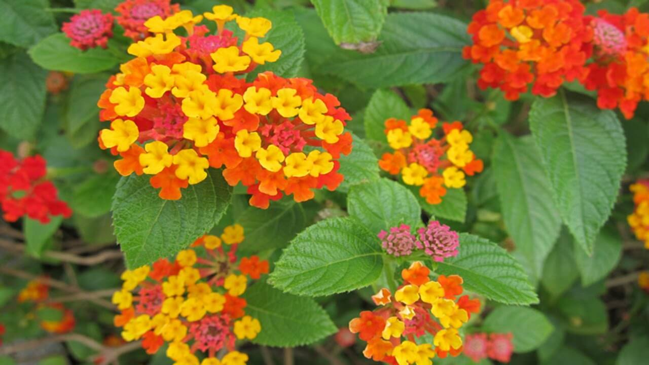 Dầu gội đầu Kingphar